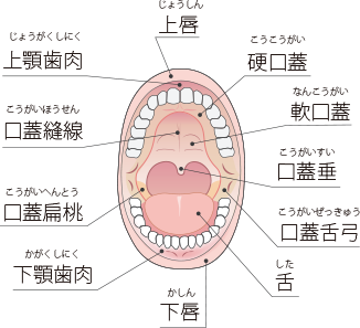 口腔・咽頭・喉頭で生じる様々な症状