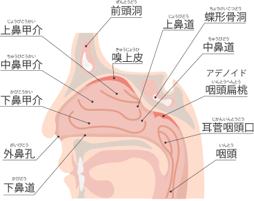 鼻で生じる様々な症状